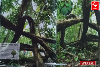 tree of Hazrat Langar Shah Auliya Dargah Sharif Mazaar in Golaghat