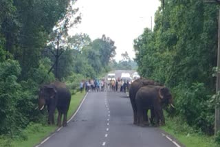ELEPHANTS REACHED SHAHDOL