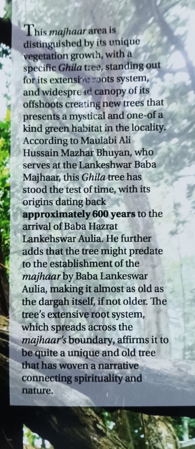 tree of Hazrat Langar Shah Auliya Dargah Sharif Mazaar in Golaghat