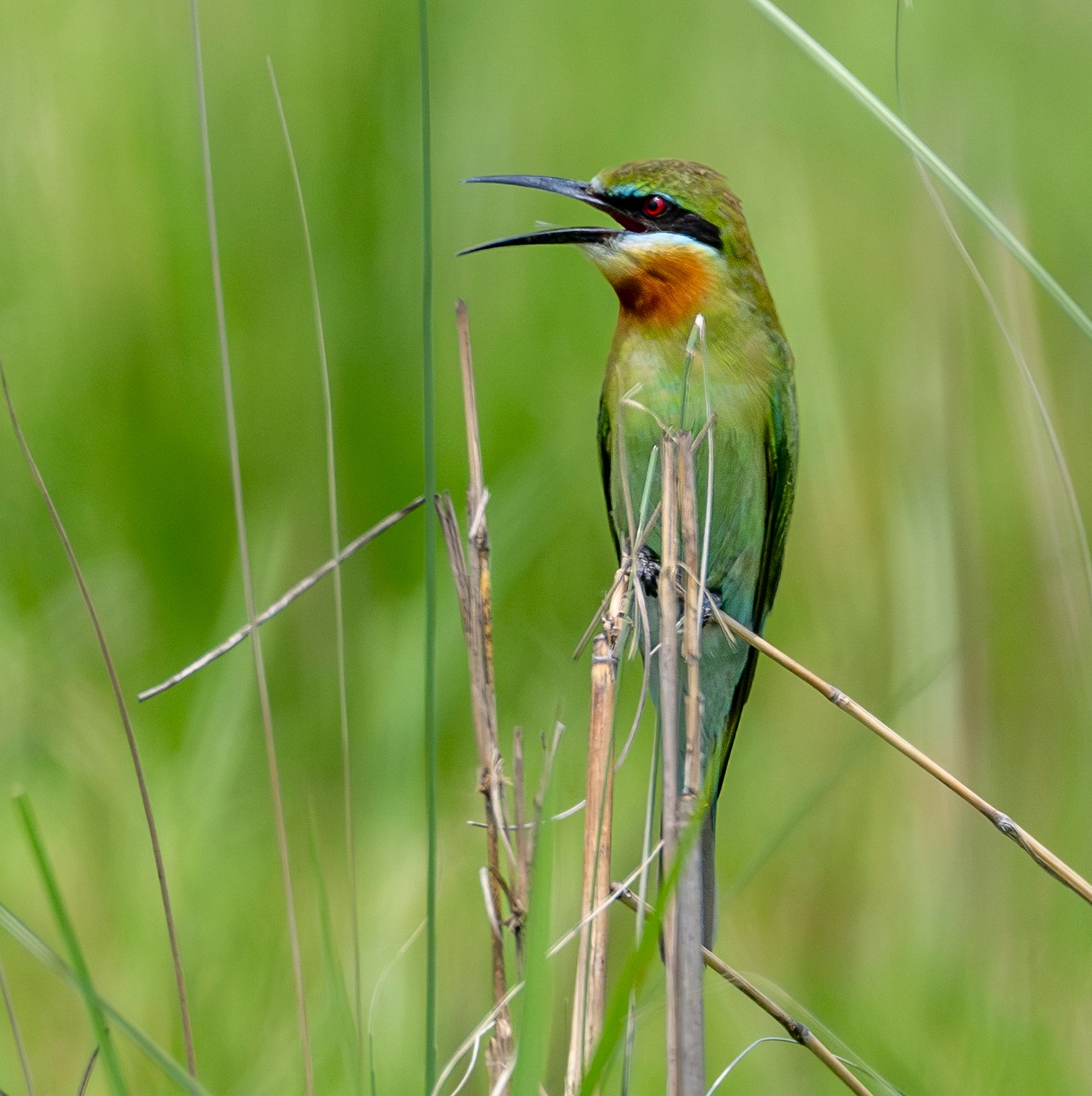 Grassland Bird census