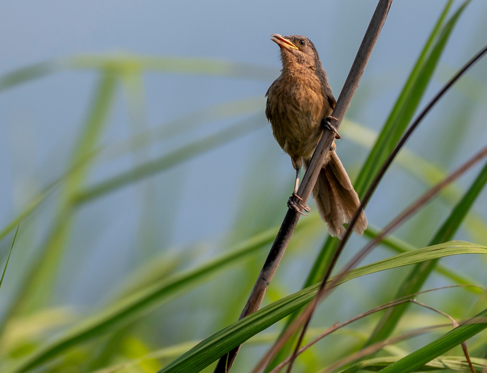 Grassland Bird census