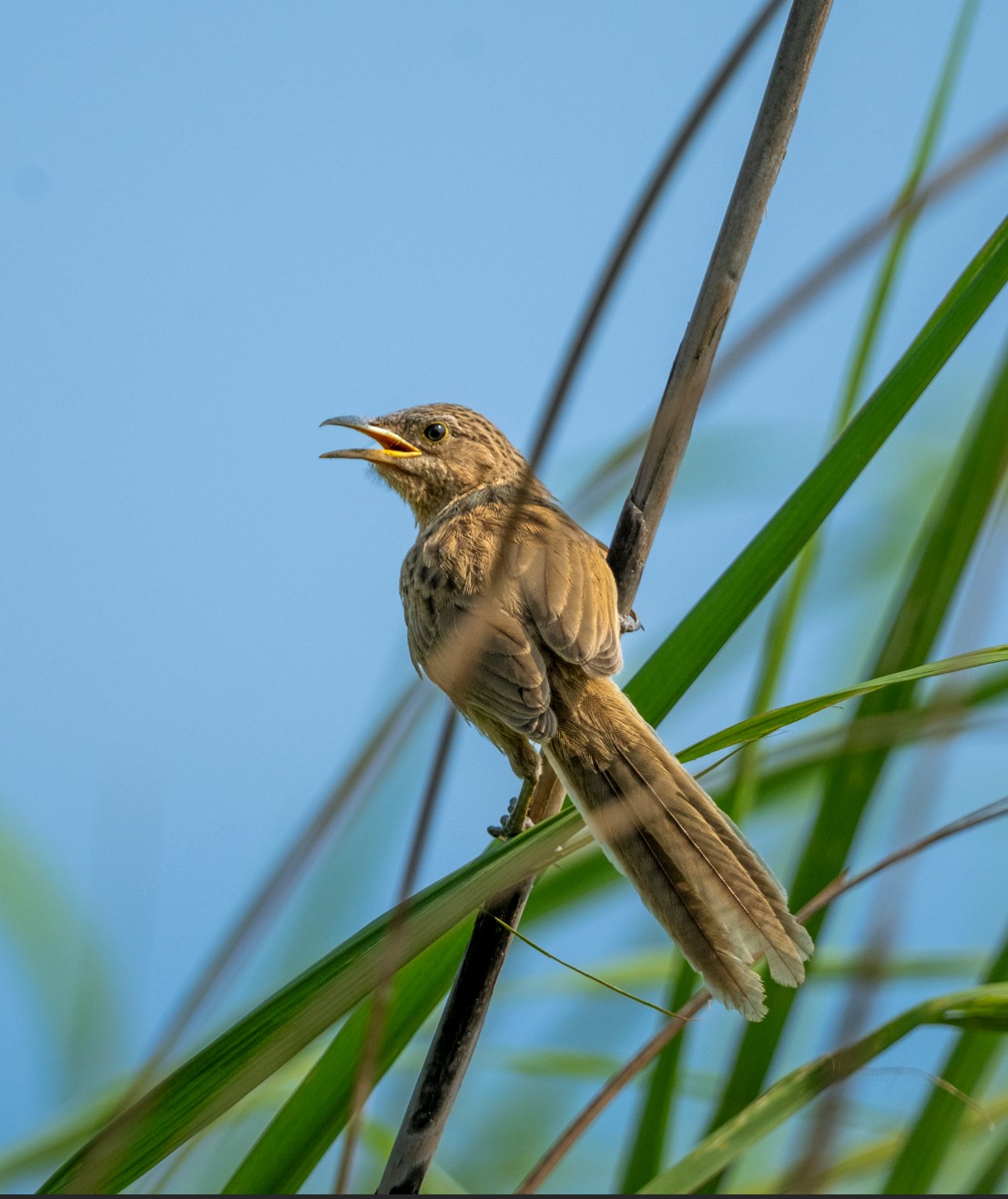 Grassland Bird census