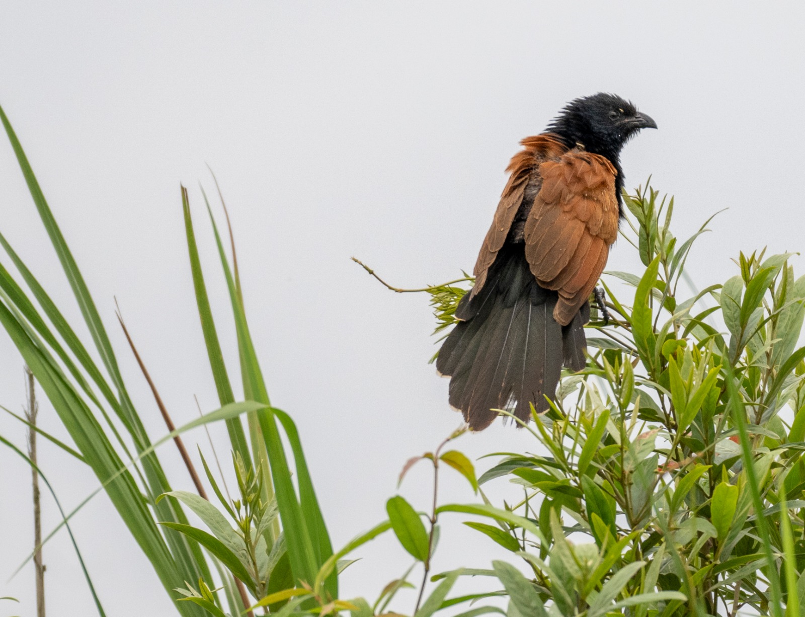 Grassland Bird census