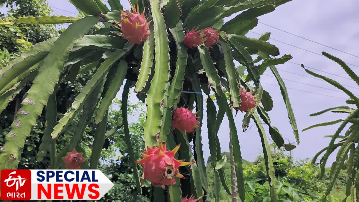 Dragon Fruit:ખારાપાટમાં ખીલી કમલમની છ જાત, ડોલર જેવી કમાણી કરાવતું ડ્રેગન ફ્રૂટ