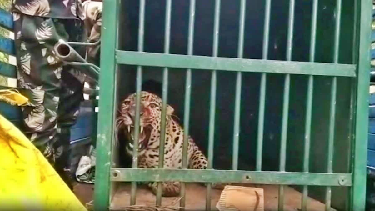A leopard, suspected to have mauled to death a 6-year-old girl recently, was captured by authorities near Lakshmi Narasimha Swamy temple on the way to Tirumala.