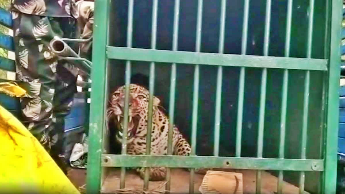 leopard captured