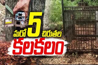 Leopard_Trapped_in_Cage_at_Tirumala