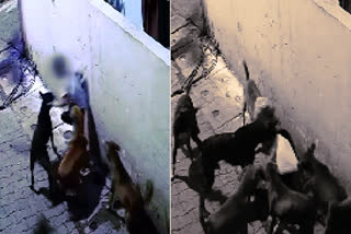 Watch: Seven-year-old boy injured after being attacked by stray dogs in Jhansi