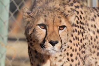 African cheetah captured