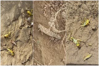 Locust killed in jaisalmer