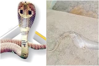 Fish swallowed big snake at Laxmipuram