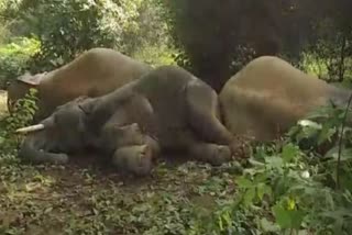 elephants sleeping