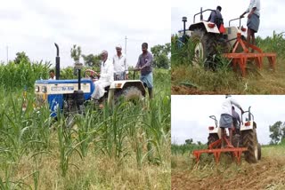 lack-of-rain-in-davanagere-farmers-destroyed-1200-acres-of-maize-crop