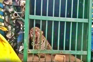 leopard captured