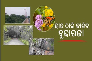 Budharaja Hill: ବୁଢାରଜା ପାହାଡରେ  ନିର୍ମାଣ ହେବ ପ୍ରଜାପତି ଉଦ୍ୟାନ