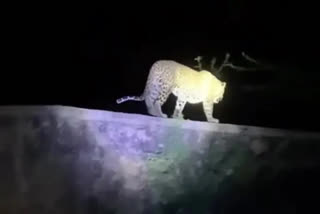 Cheetah wandering at Sri Venkateswara University