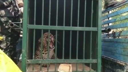 Leopard Captured in Tirumla  leopard in tirumala  Tirumla Leopard Captured  forest officers captured leopard  തിരുമല  പുലി  പുലിയെ പിടികൂടി  തിരുമലയില്‍ പുലിയെ പിടികൂടി