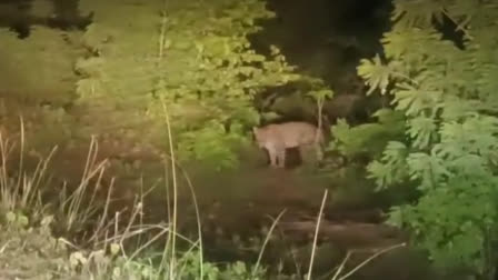 Leopard seen near collectors office