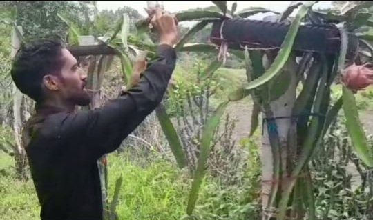 Chirag taking care of dragon fruits