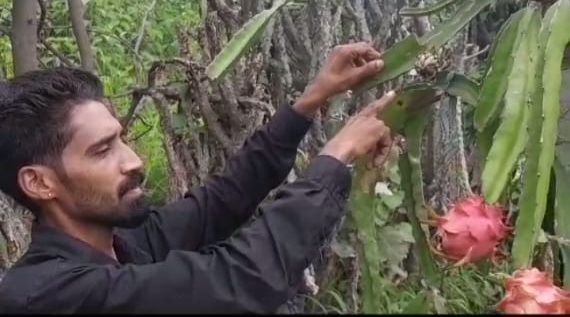 chirag taking care of dragon fruits in his farm