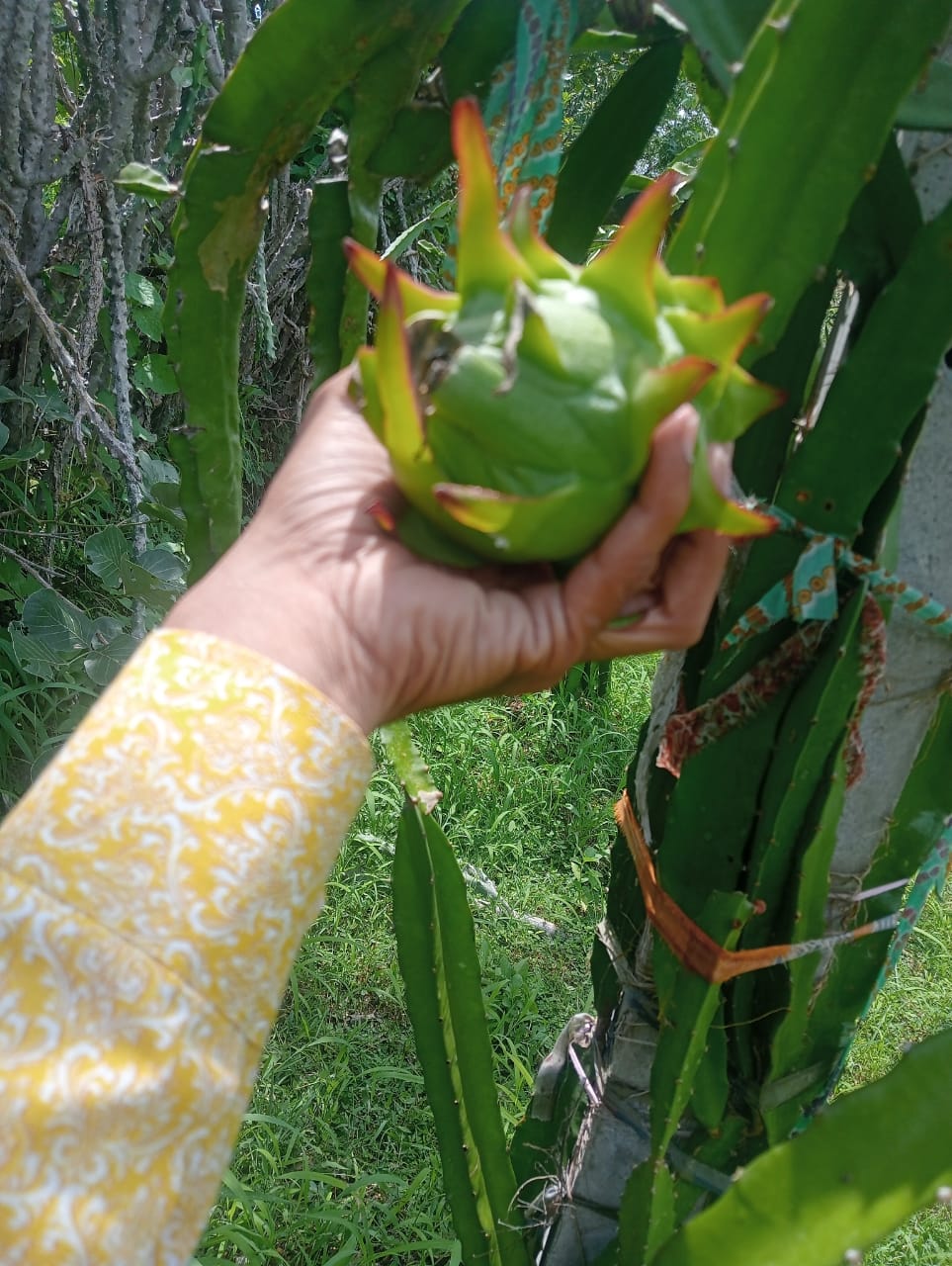 Chirag taking care of dragon fruits