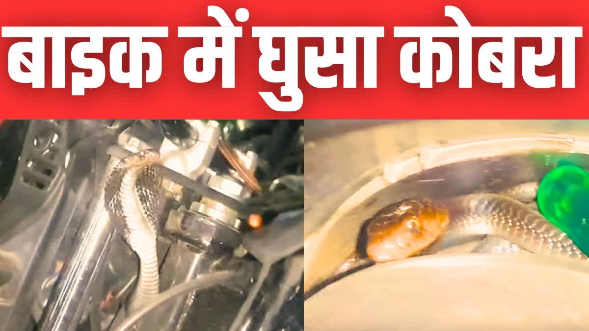 Cobra Rescue In Kota