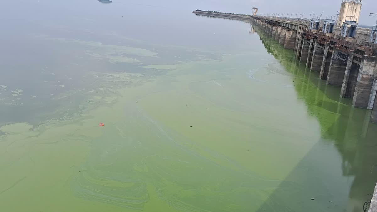 CONTAMINATED WATER IN SRIRAMSAGAR