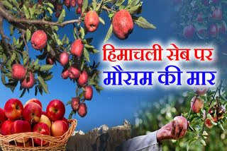 Himachal Apple production decrease