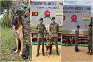 BELGIAN MALINOIS  ASSAULT K9 ZAC  BELGIAN MALINOIS K9 ZAC  INDIAN ARMY ASSAULT K9 ZAC