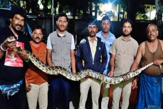 PYTHON IN SHIVAMOGGA  PYTHON SIZE  SHIVAMOGGA