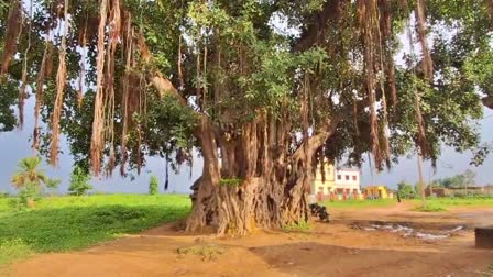 Banyan tree of Palamu