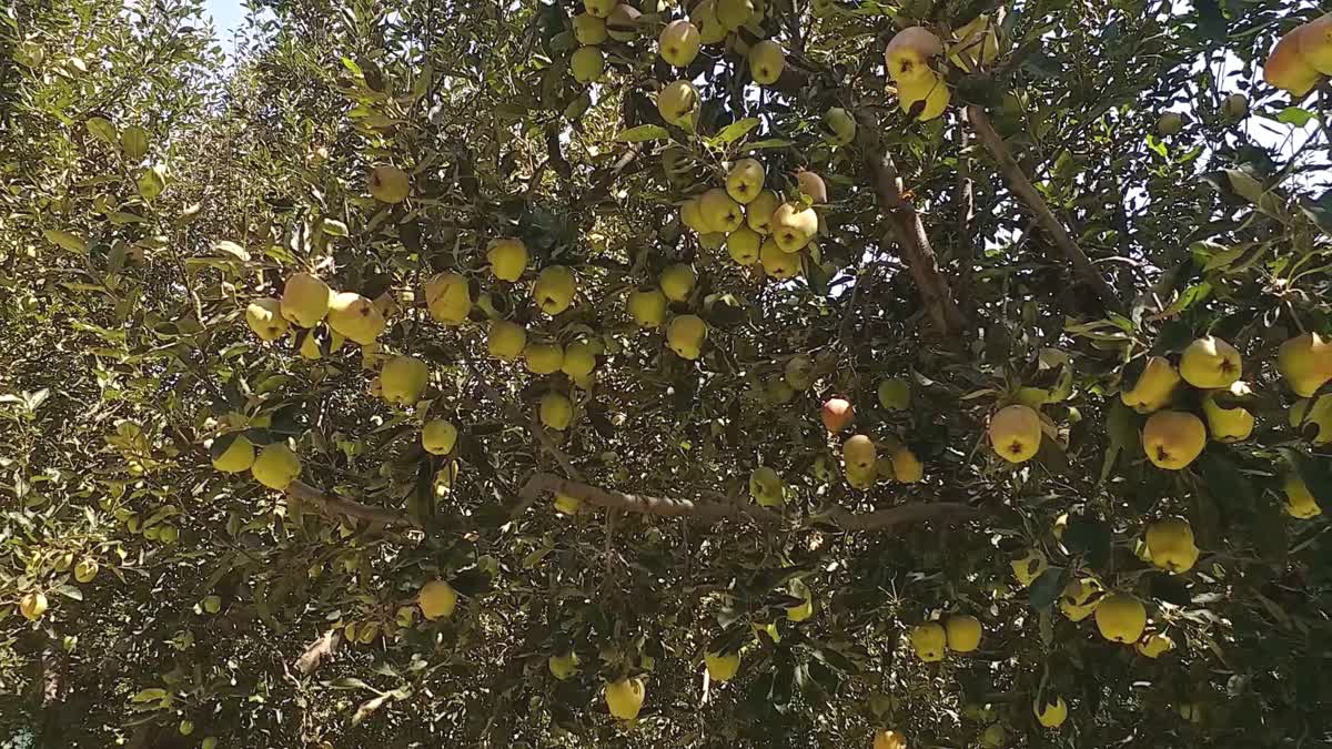 کشمیر کی سیب باغبانی موسمیاتی تبدیلی کا شکار، کاشتکاروں کا مستقبل مخدوش
