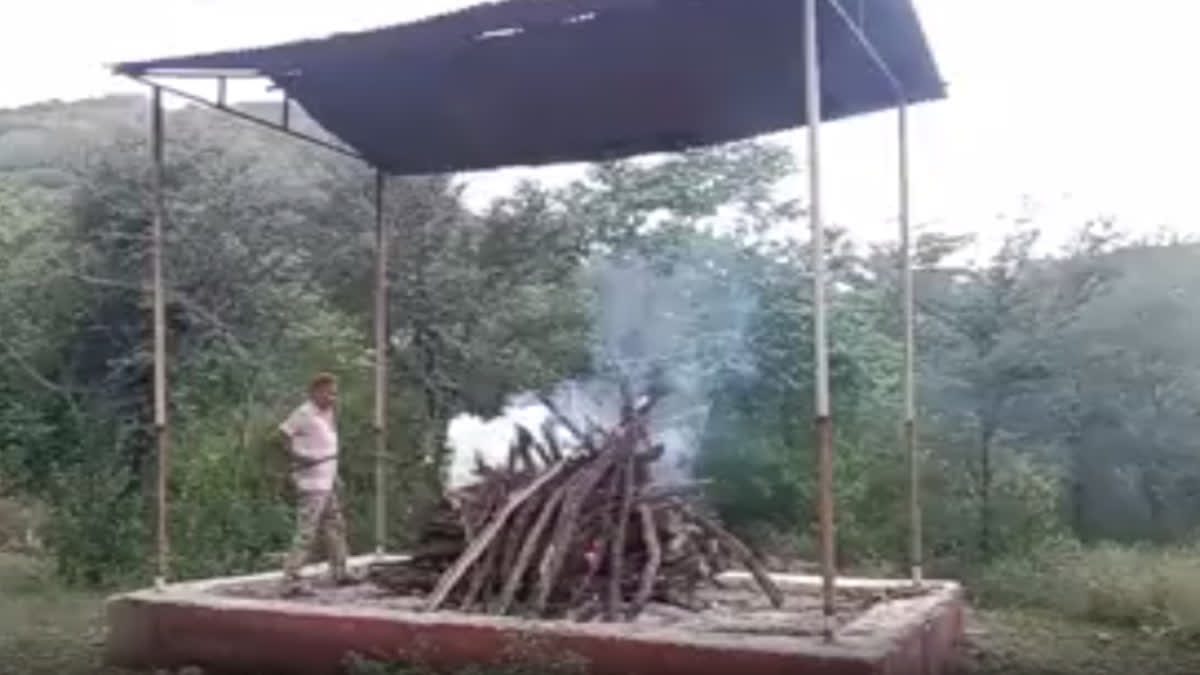 leopard died in fight with tiger