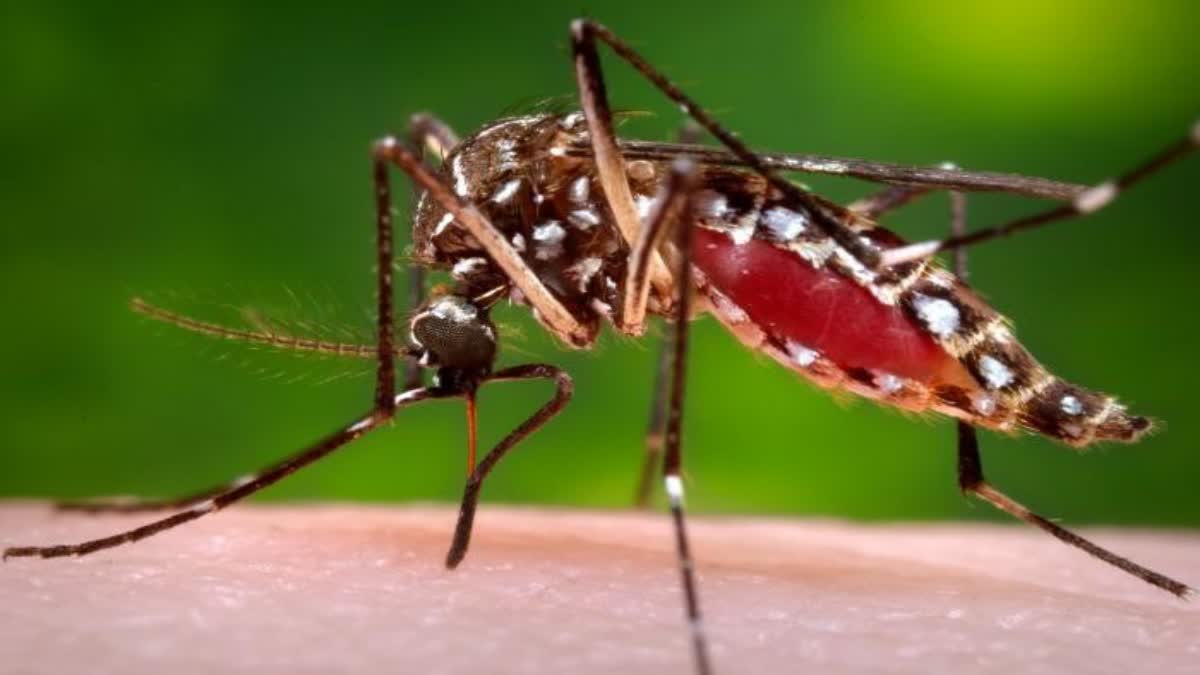 Dengue patients in Jharkhand