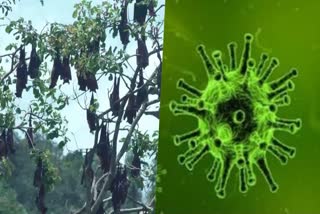 Etv Bharat nipah spcl  Kerala Nipah outbreak Root cause  Kerala Nipah outbreak Test Result  Nipah Outbreak  നിപ ബാധ  കോഴിക്കോട് നിപ  നിപ ലക്ഷണം  നിപ അടയ്ക്ക  നിപ വവ്വാല്‍  നിപ രോഗലക്ഷണങ്ങൾ  Bat Droppings Were Found