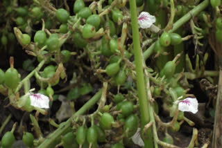 Cardamom Farmers  auction aganecies  Auction Big Shots Exploiting Cardamom Farmers  kerala caradmom famers association  Exploiting Cardmom Farmers  കൃത്രിമ വിലയിടിവ് സൃഷ്‌ടിയ്‌ക്കാൻ വിപണിയില്‍  ഏലം കര്‍ഷകരെ ചൂഷണം ചെയ്യുന്നതായി ആരോപണം  വിപണി തകര്‍ക്കുന്നു  സ്‌പൈസ് ബോര്‍ഡ്‌  കര്‍ഷക സംഘടനകള്‍