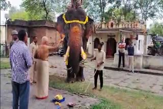 Traditional pooja to elephant Arjuna