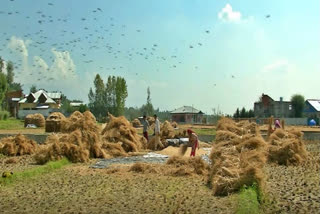 180 people enroll for crop insurance on industrial, non-agri land in Beed; State-run insurer launches probe