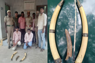 Ivory seized  central wildlife crime control bureau  WCCB  Cumbum Ivory seized  Men Arrested with Ivory  ആനക്കൊമ്പുമായി 2 പേർ അറസ്‌റ്റിൽ  ആനക്കൊമ്പ് പിടികൂടി  സെൻട്രൽ വൈൽഡ് ലൈഫ് ക്രൈം കൺട്രോൾ ബ്യൂറോ  വനംവകുപ്പ്