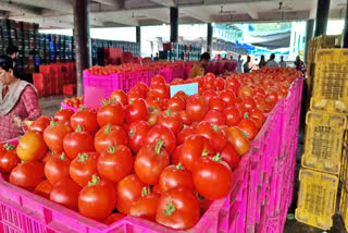Tomato Price In Himachal