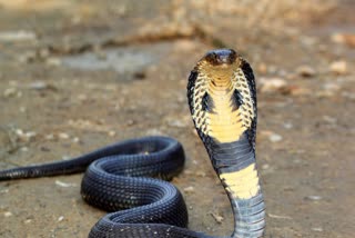 Cobra Snake