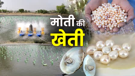 pearl farming in Bharatpur