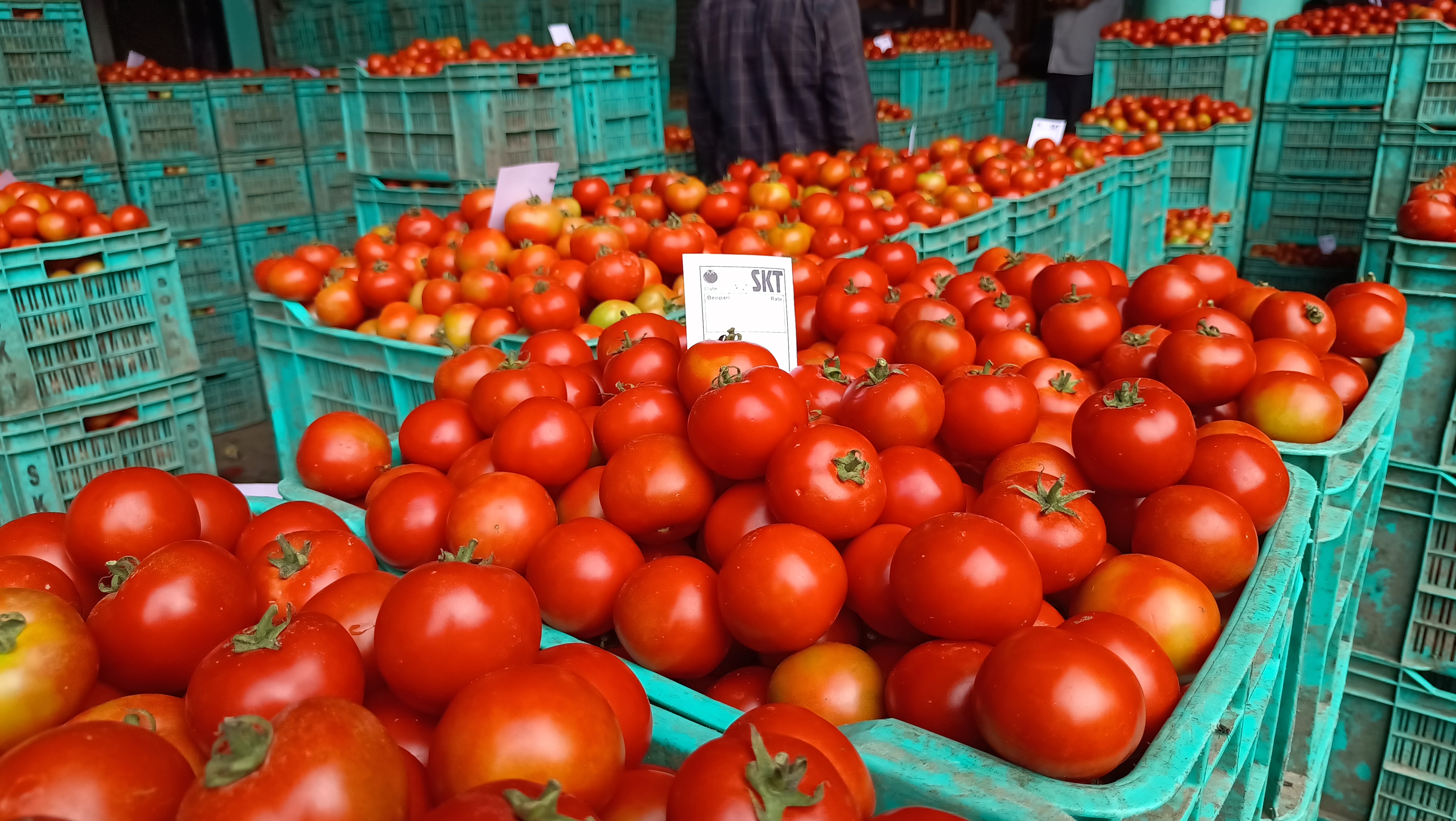 Tomato Price In Himachal