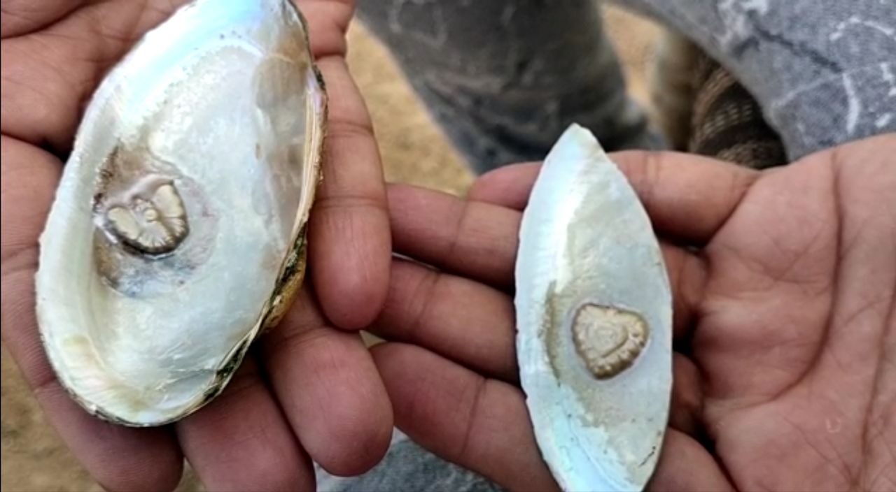 pearl farming in Bharatpur