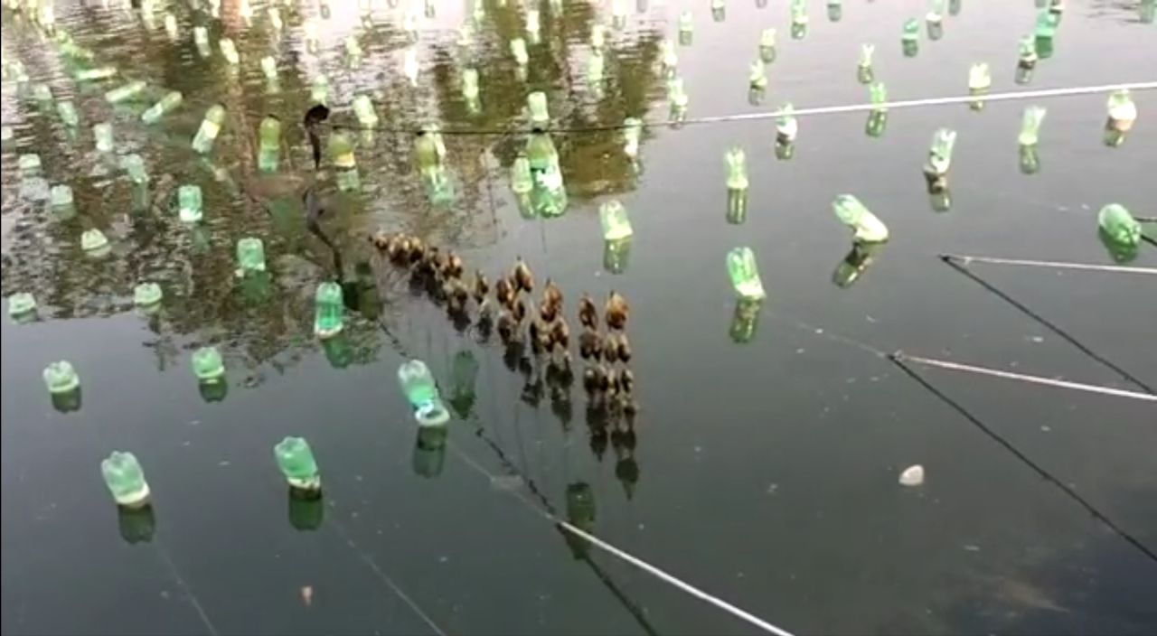 pearl farming in Bharatpur