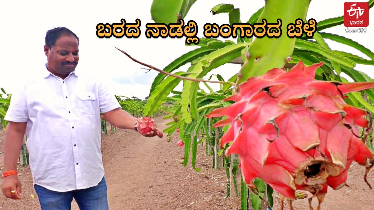 ಬರದ ನಾಡಲ್ಲಿ ಡ್ರ್ಯಾಗನ್‌ಫ್ರೂಟ್​ ಬೆಳೆದ ಫಾರ್ಮಾಸಿಸ್ಟ್‌