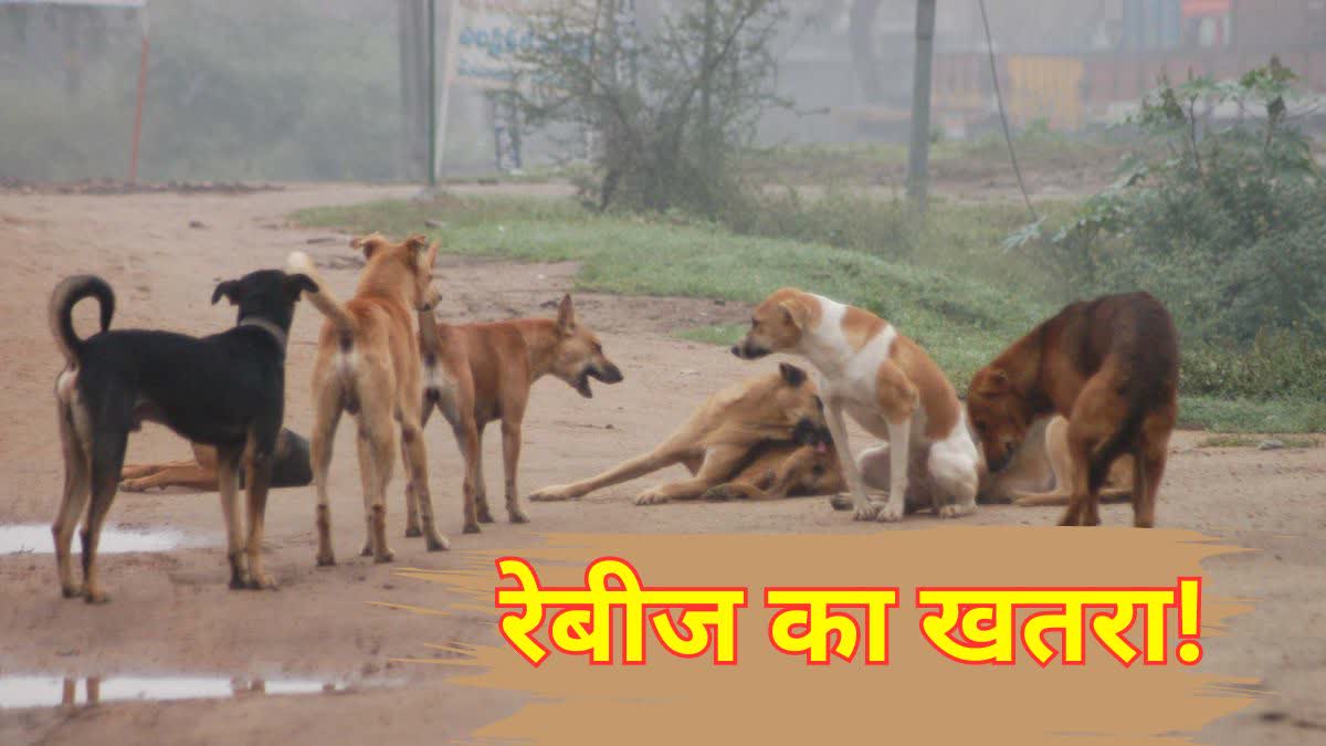 UJJAIN INCREASING RABIES RISK