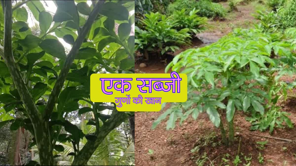 SURAN OR ELEPHANT FOOT YAM HEALTH BENEFITS AND OLL OR WHITESPOT GIANT ARUM CHARACTERISTICS