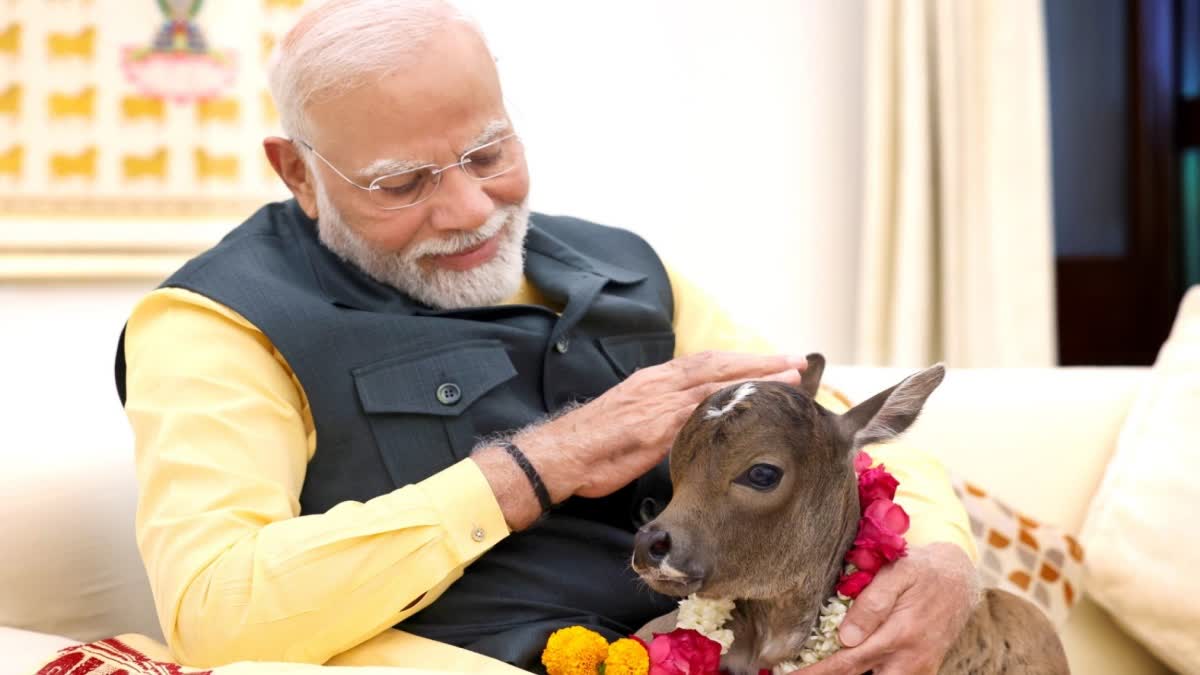 PM Modi welcomes birth of calf 'Deepjyoti