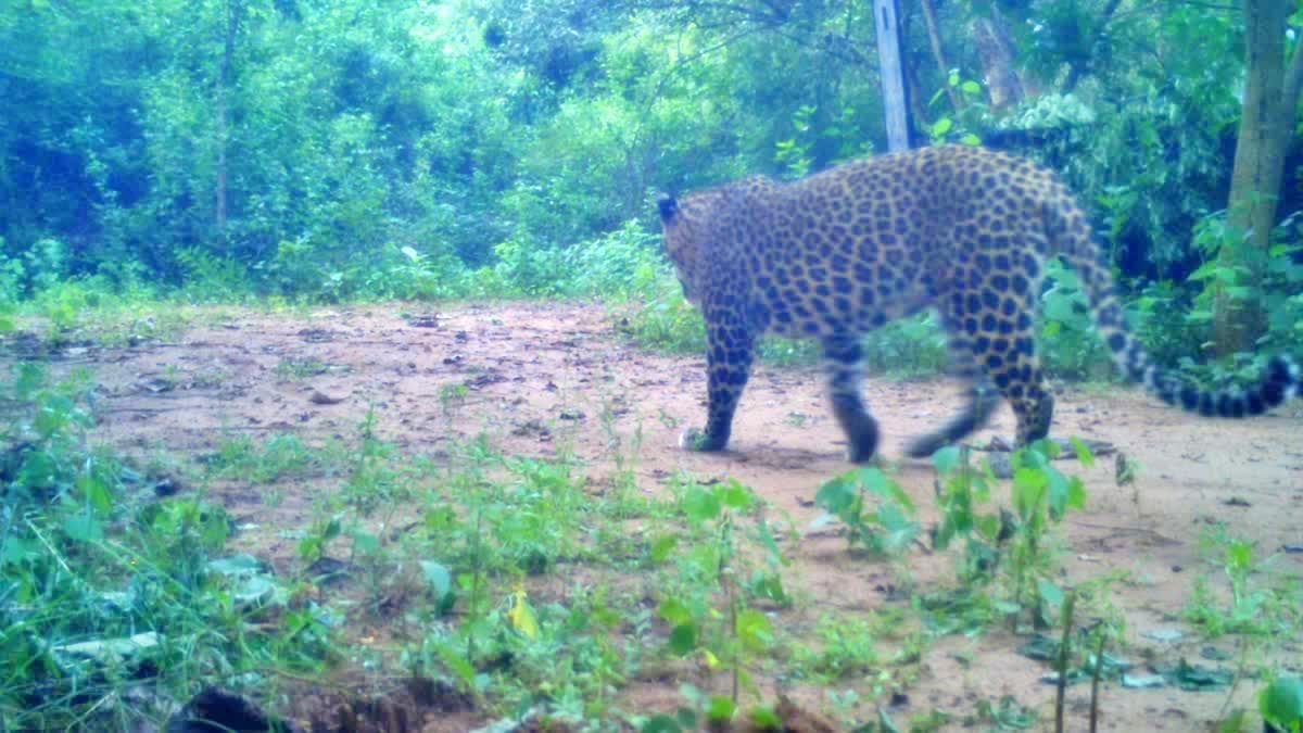 Leopard in Rajahmundry Updates